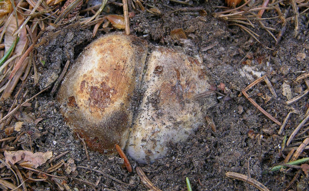 Probabile Hysterangium sp.